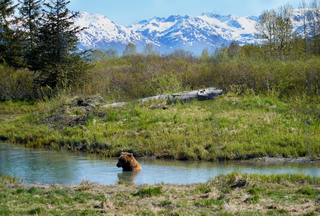 Brown bear cooling off in a shallow pond with snow-streaked mountains in the distance.