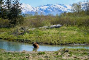 Brown bear cooling off in a shallow pond with snow-streaked mountains in the distance.