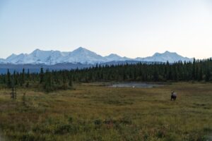 Wide meadow and spruce forest at dusk with a lone moose; snowy mountains line the horizon.