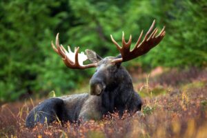 Bull moose with broad palmate antlers resting in autumn tundra with conifer forest behind.