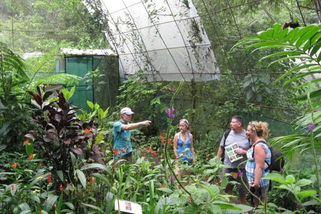 A guide leads a small group through a lush butterfly conservatory in Costa Rica, surrounded by tropical plants and flowering vines.
