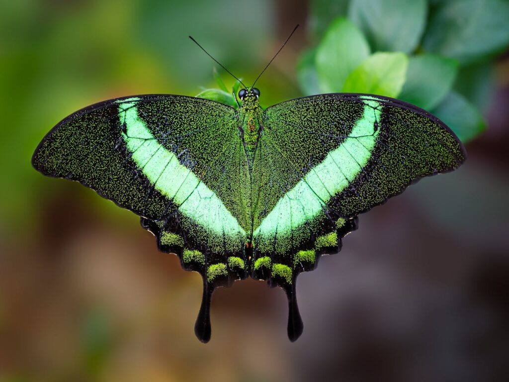 An Emerald Swallowtail butterfly with shimmering green and black wings rests on foliage.