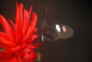 A dark-winged Tropical Longwing butterfly with orange and white markings feeding on a red tropical flower.