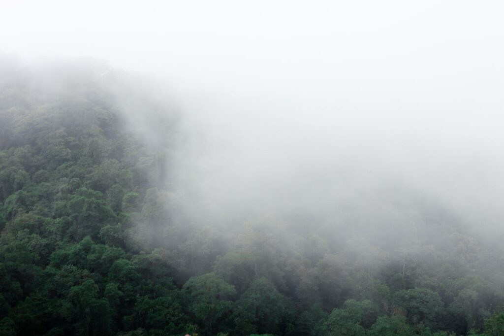 Dense green rainforest canopy shrouded in low, drifting mist in Costa Rica.