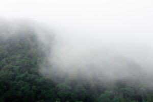 Dense green rainforest canopy shrouded in low, drifting mist in Costa Rica.