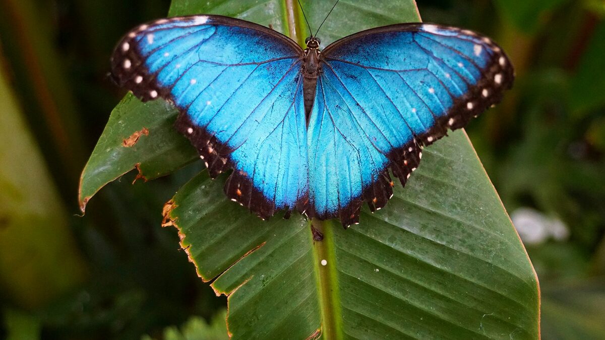 A Blue Morpho butterfly with vivid iridescent blue wings rests open on broad tropical leaves in Costa Rica’s rainforest.