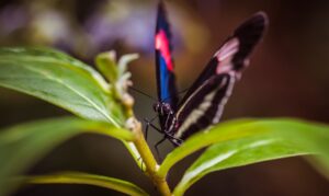 Close-up of a Sara Longwing butterfly with blue and red accents resting on a green leaf.
