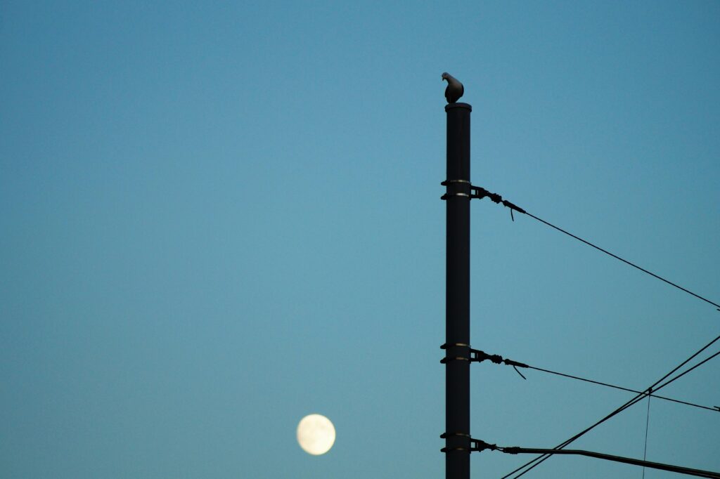 A lone bird perches on a tall metal pole against a clear blue sky as the full moon hangs low on the horizon, evoking quiet distance and surveillance.