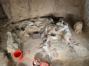 Detailed shot of an exposed fossil bed showing the partial skeleton of an adult female Columbian mammoth labelled “Mammoth W,” with a rib cage, skull, and tusk fragments visible. To the right, a sign reads “Giant Tortoise,” marking another set of bones embedded in the compacted earth. Bright orange buckets sit nearby for sediment collection.