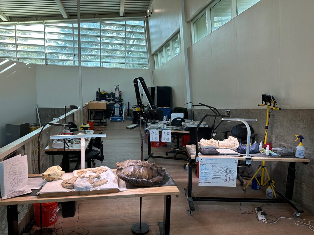Interior view of a long, bright laboratory space with large windows along one wall. Several wooden tables are covered with labelled fossil pieces, protective padding, magnifying lamps, and reference diagrams. Chairs, tools, and equipment line the walkway, showing where staff and volunteers carefully clean and study the bones.