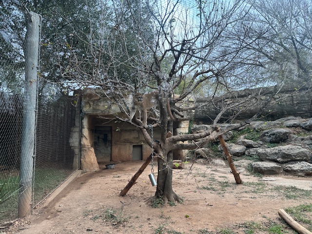 A naturalistic zoo enclosure with a leafless tree in the centre, enrichment items hanging from the branches, and a rock shelter built into the back wall. The ground is sandy, bordered by a tall wire fence and rocky ledges, giving animals space to roam and retreat.