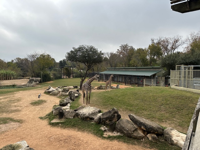 Two giraffes wander across a wide, open savannah-style habitat with sandy paths, scattered rocks, and a few trees. A low barn and additional enclosures sit in the background beneath a cloudy Texas sky.