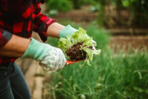 A person wearing gardening gloves and a red plaid shirt holds a small lettuce plant with its roots and soil exposed, resting on a trowel. The background is a green garden bed.