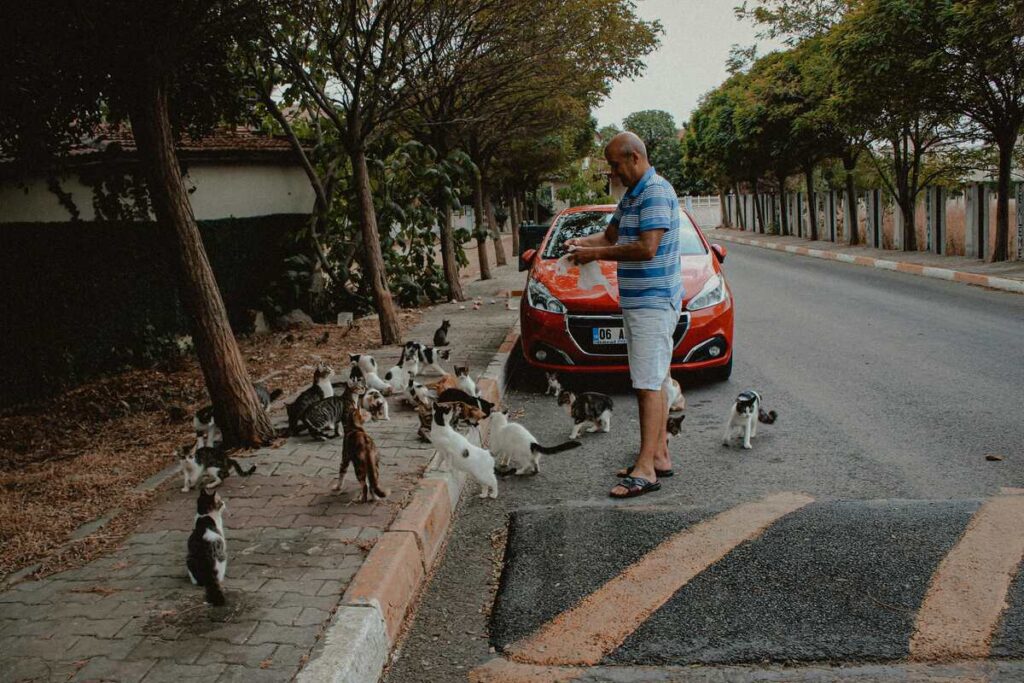 A person stands beside a red car on a quiet, tree-lined street, feeding a cluster of cats gathered on the sidewalk.