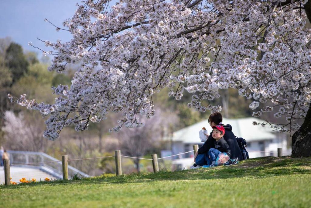 Adult and child sit on a grassy hill beneath a cherry tree in full bloom, enjoying a quiet hanami moment in a park.