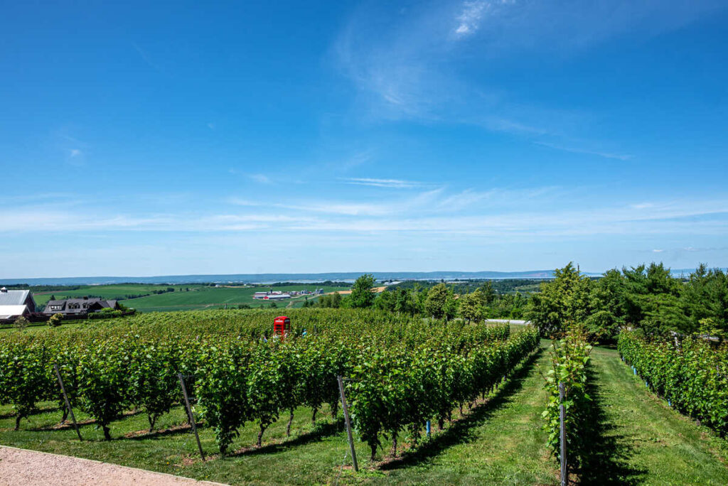 Rows of vineyard vines under a bright blue sky, with a red British-style phone booth standing among the vines and Valley views beyond.