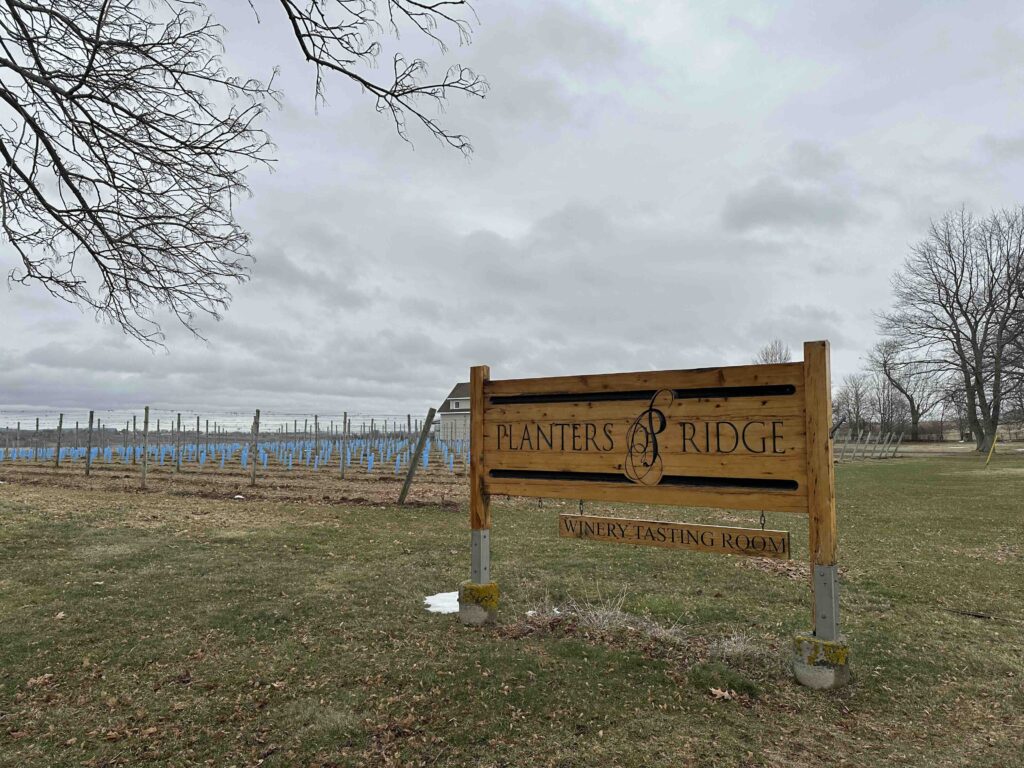 A wooden Planters Ridge sign stands in front of vineyard rows protected by blue grow tubes under a moody, cloud-filled sky.