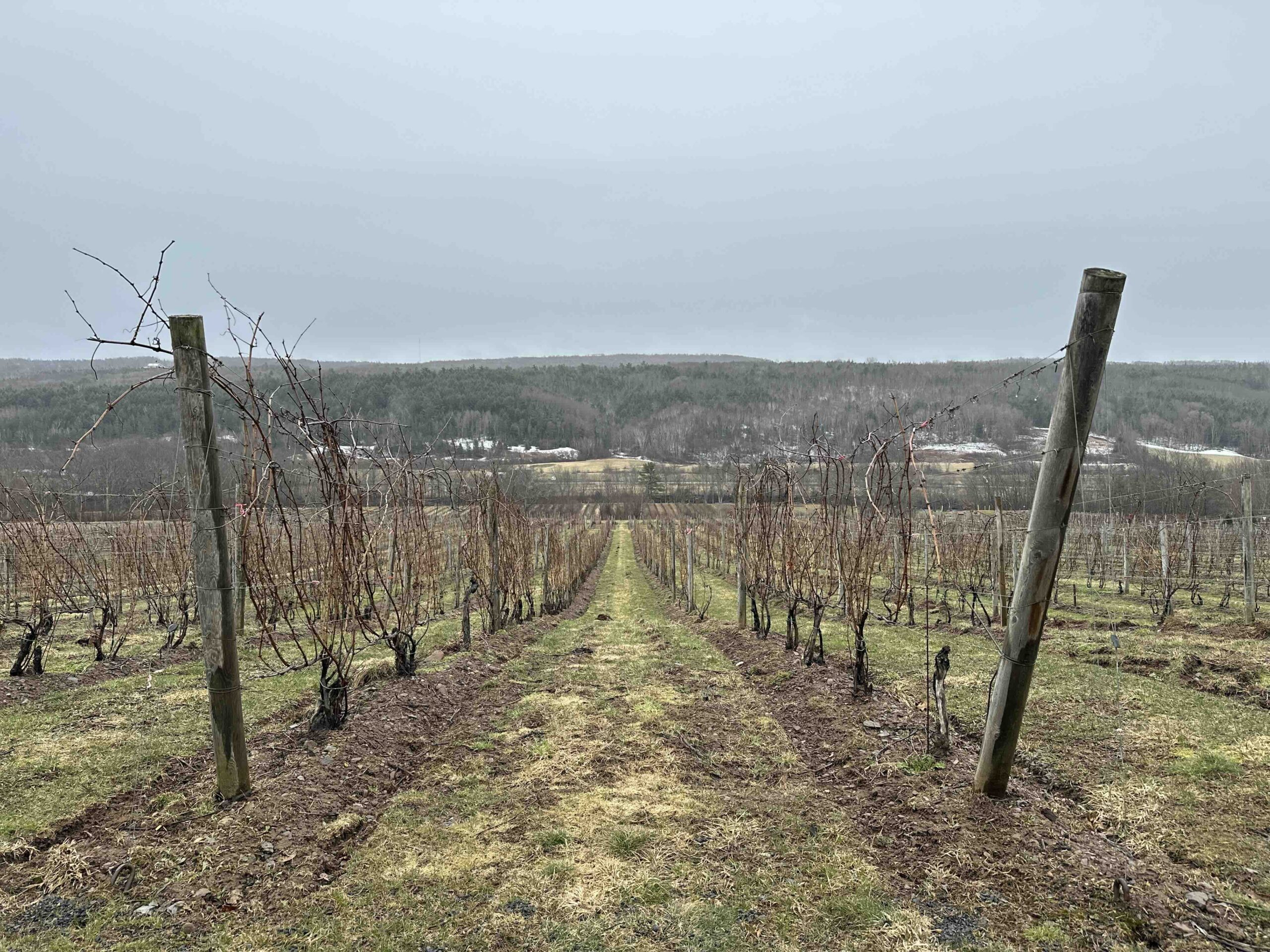 Rows of dormant grapevines stretch down a sloping vineyard toward a wooded valley under a grey, overcast Nova Scotia sky.
