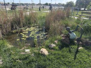 Outdoor garden pond at Arts in the Sunset with tall grasses, lily pads, and a sculpture beside the water.