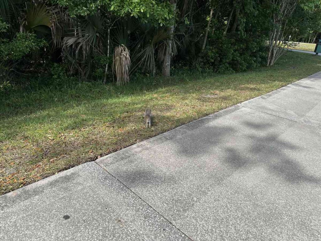 Small raccoon walking near the edge of a paved path beside shaded greenery in Celebration.