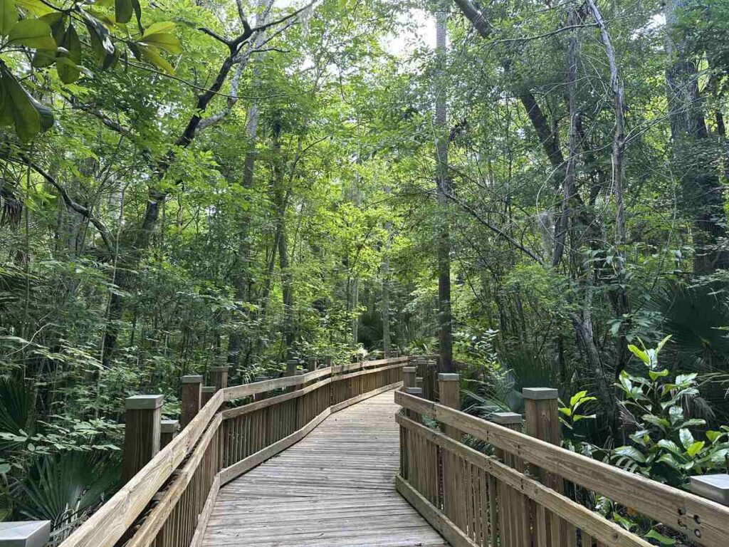 Wooden boardwalk stretching through dense green trees and palms in Celebration.