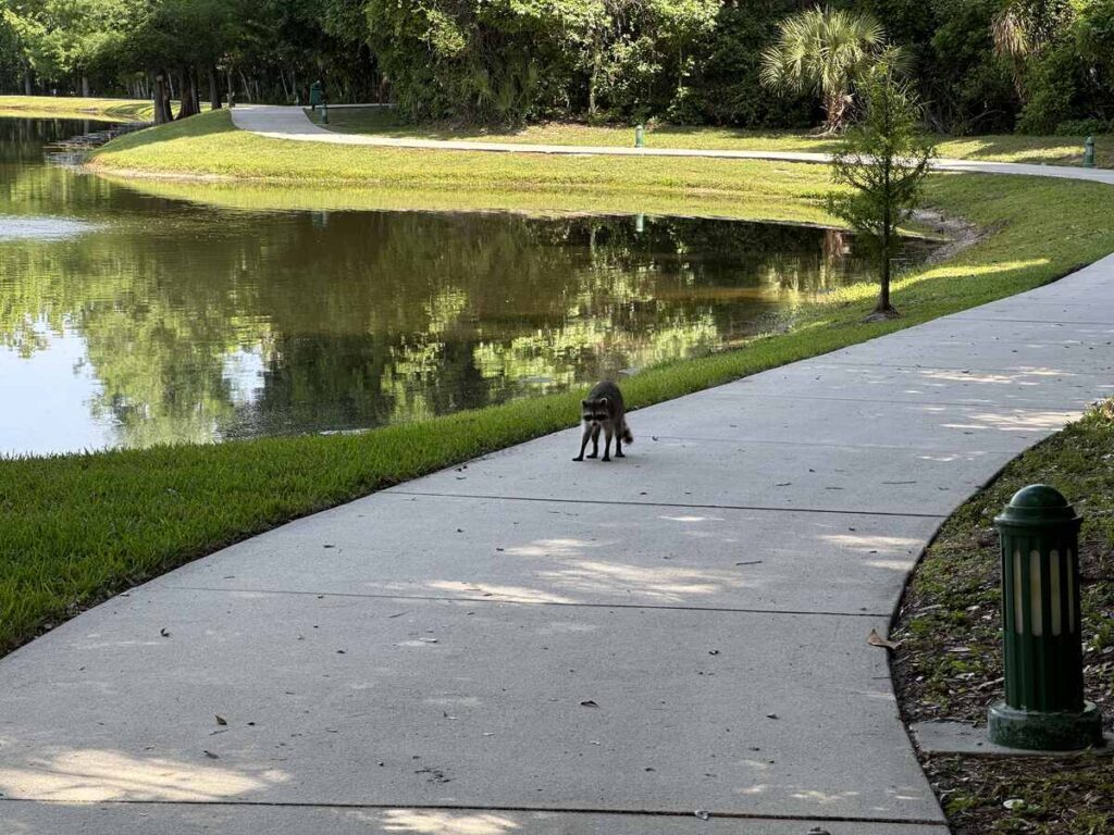 Raccoon standing on a paved lakeside path in Celebration, Florida.