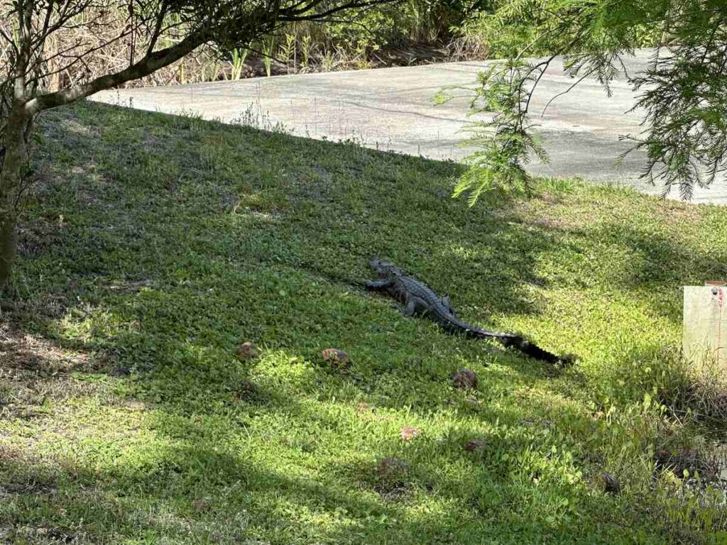 Alligator resting in the grass near a paved path and water in Celebration, Florida.