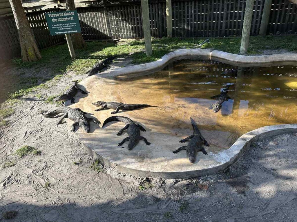 Several alligators resting around a shallow pool inside the Gator Oasis area at Boggy Creek.