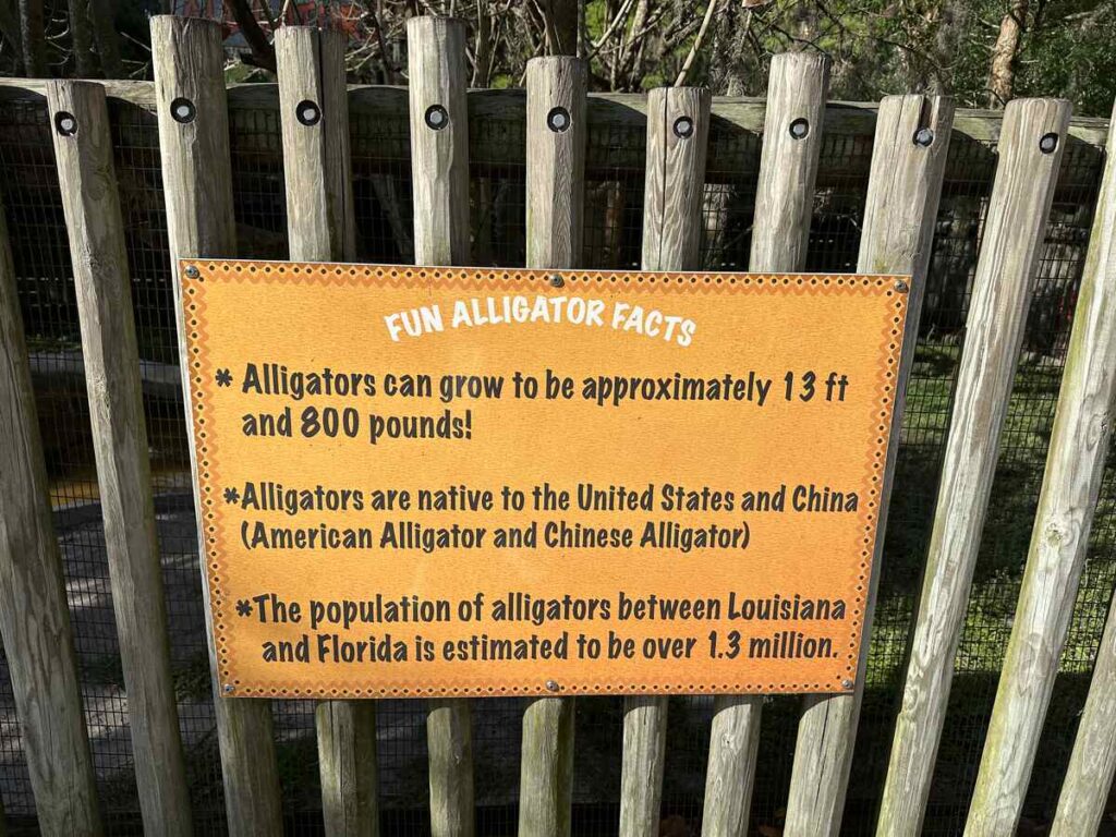 Orange sign listing fun alligator facts at Boggy Creek, including their size and native range.