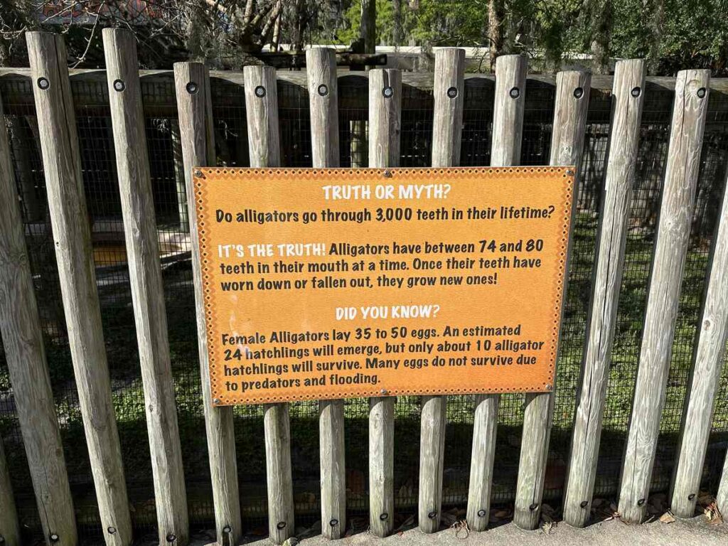 Orange “Truth or Myth?” sign explaining that alligators can go through thousands of teeth in their lifetime.