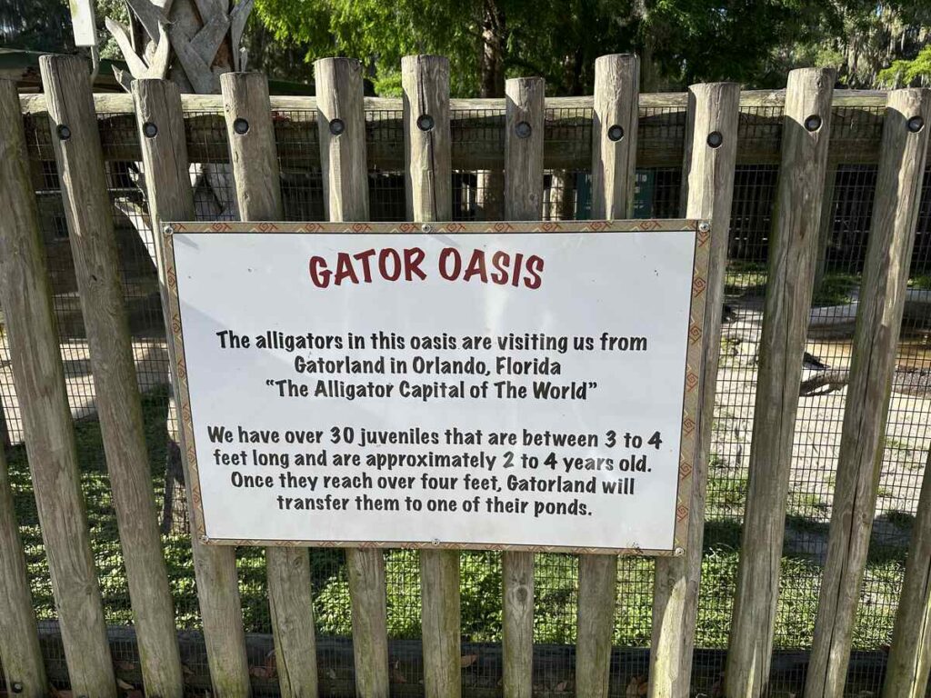 Gator Oasis sign explaining that juvenile alligators at Boggy Creek are visiting from Gatorland in Orlando.
