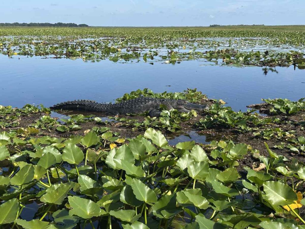 Wild alligator resting among lily pads in the wetlands near Lake Toho.