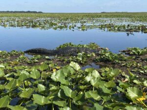 Wild alligator resting among lily pads in the wetlands near Lake Toho.