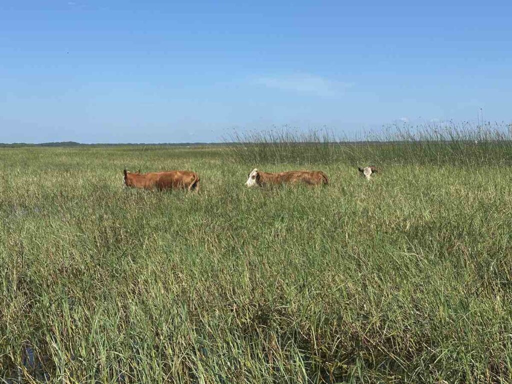 Cows standing in tall wetland grasses near Lake Toho during the Boggy Creek airboat ride.