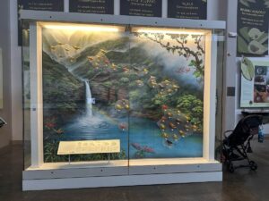 A museum display shows colourful Hawaiian forest bird models flying through a painted landscape of waterfalls and native plants.