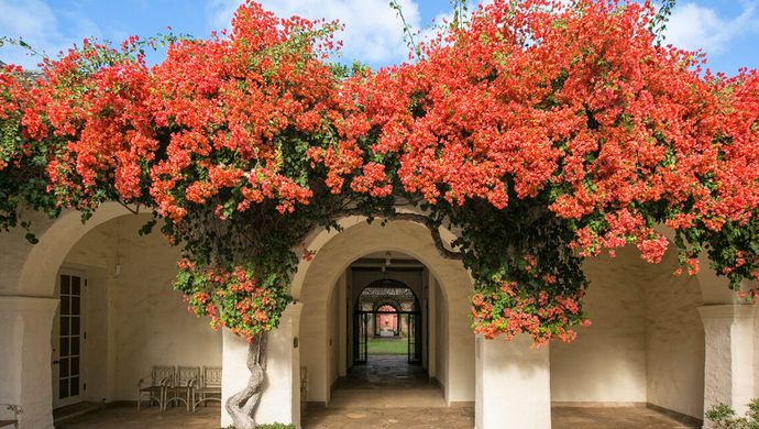 Red bougainvillea cascades over an arched walkway at the Honolulu Museum of Art.
