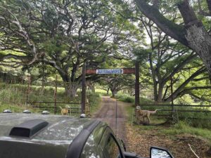 A tour vehicle approaches the Jurassic World gate beneath a canopy of trees.