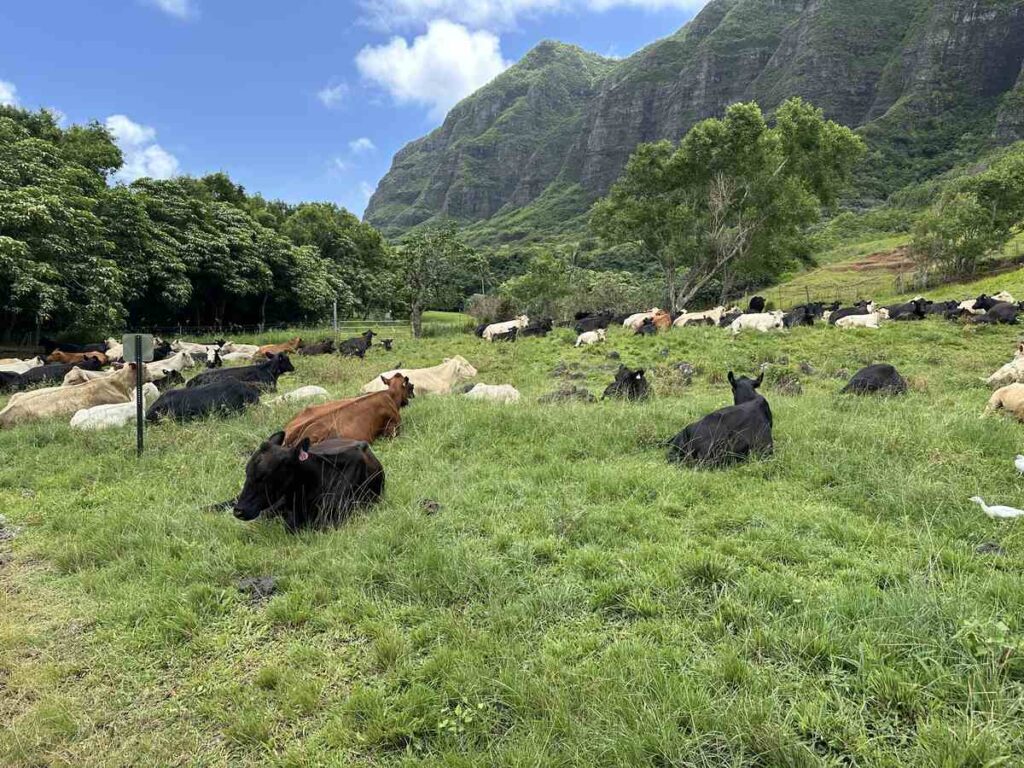 Cattle rest in a green pasture beneath Kualoa Ranch’s mountain ridges.
