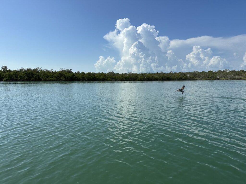 A seabird flies low over calm green water near mangroves during a Marco Island eco tour.