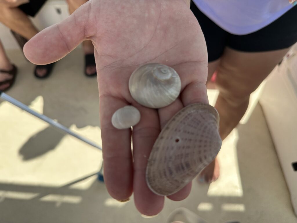 A hand holds several seashells found during a beach stop on a Marco Island eco tour.