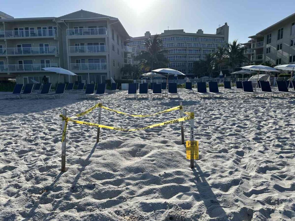 Protected loggerhead sea turtle nesting area marked with caution tape on the beach at Edgewater Beach Hotel in Naples.