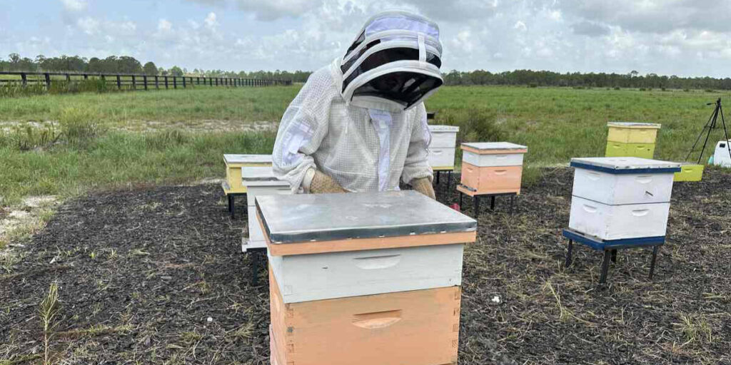 A beekeeper in a protective suit checks a hive box at The Farm at Newfield in Palm City, Florida.