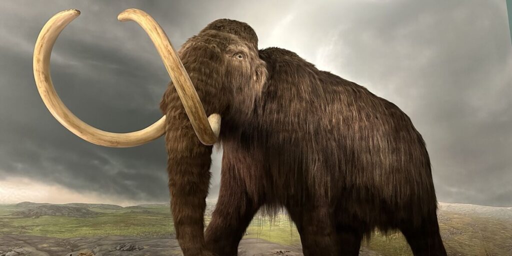 Woolly mammoth exhibit with long curved tusks at the Royal BC Museum.