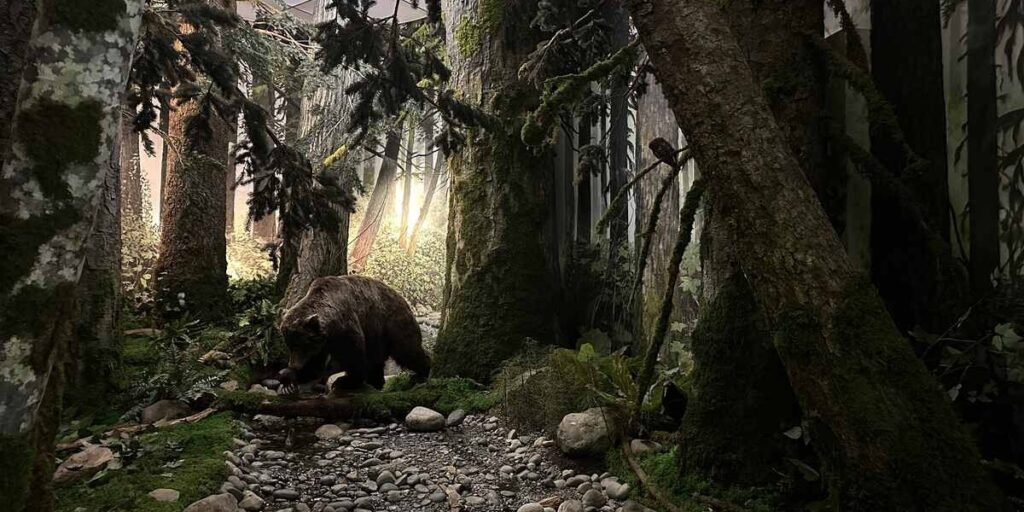 Bear in an immersive forest diorama at the Royal BC Museum in Victoria.