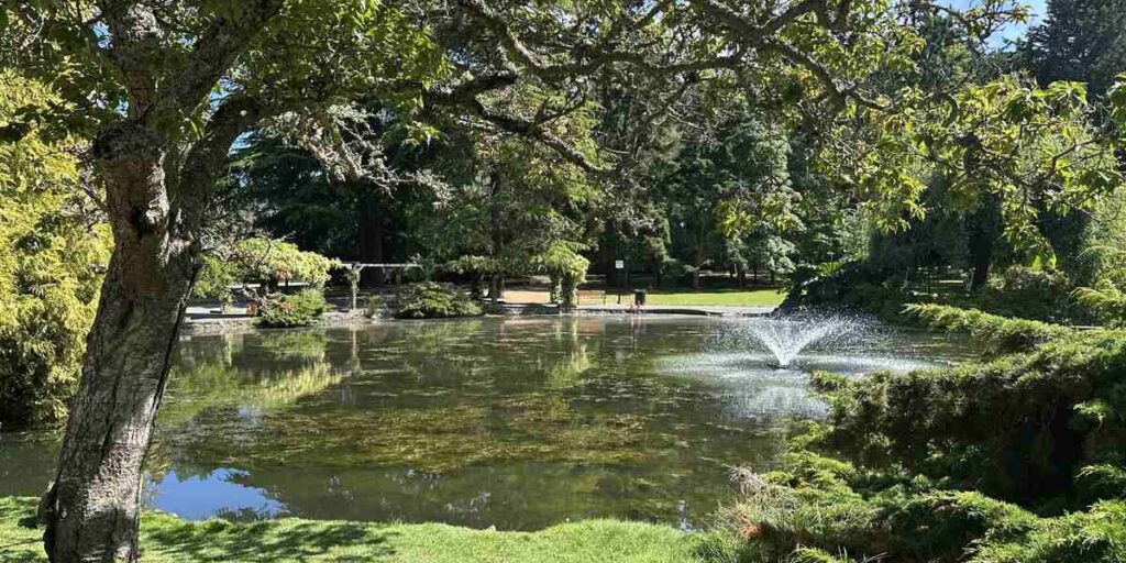 Pond and fountain surrounded by mature trees in Beacon Hill Park, Victoria.