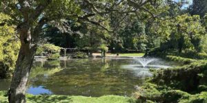 Pond and fountain surrounded by mature trees in Beacon Hill Park, Victoria.