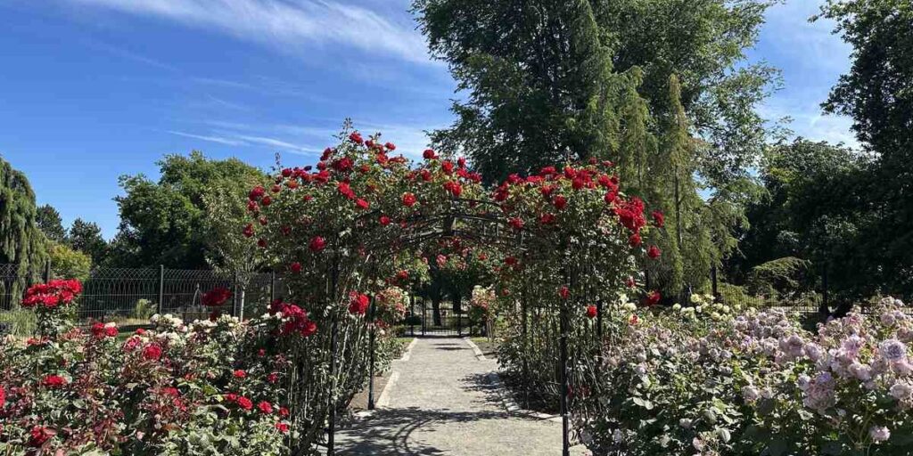 Rose-covered arches and colourful flower beds in Beacon Hill Park, Victoria.